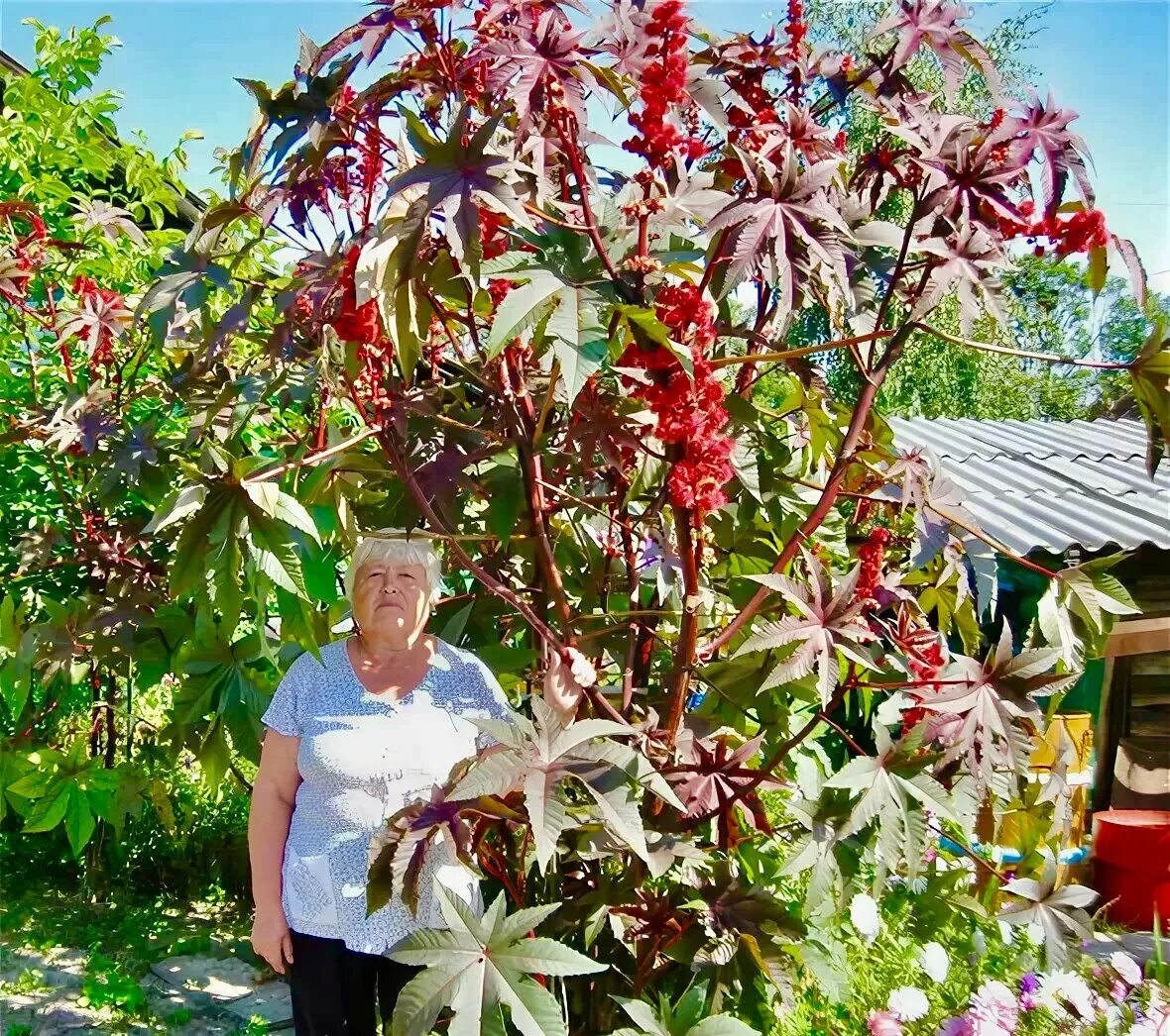 Клещевина ricinus communis. Однолетние дерево. Клещевина импала. Клещевина северная пальма. Клещевина ricinus communis.