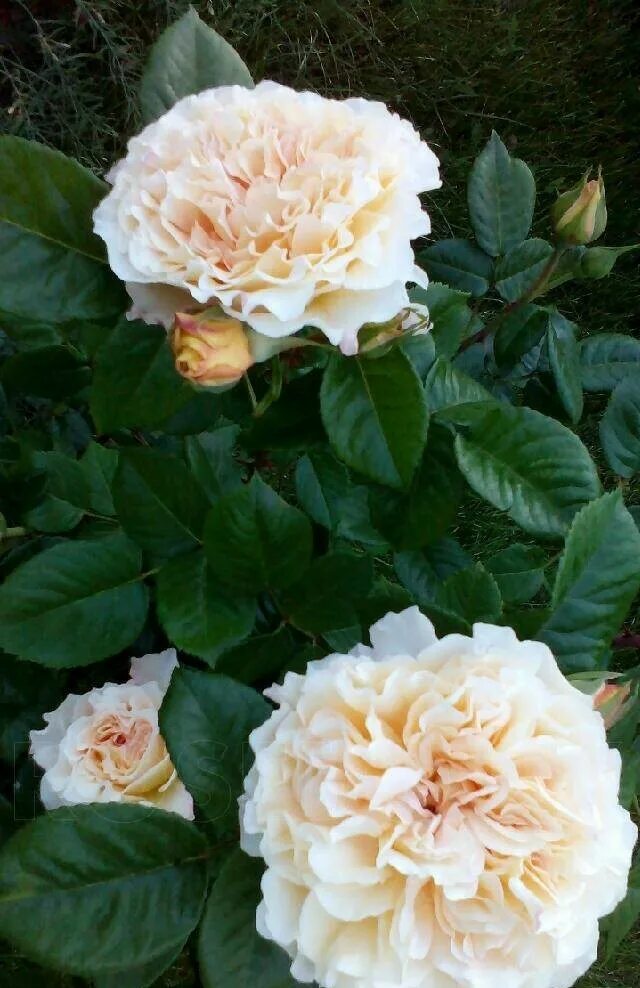 Роза мисс файн энциклопедия. Finest roses. Finest roses. Miss fine роза. Роза мисс файн энциклопедия.