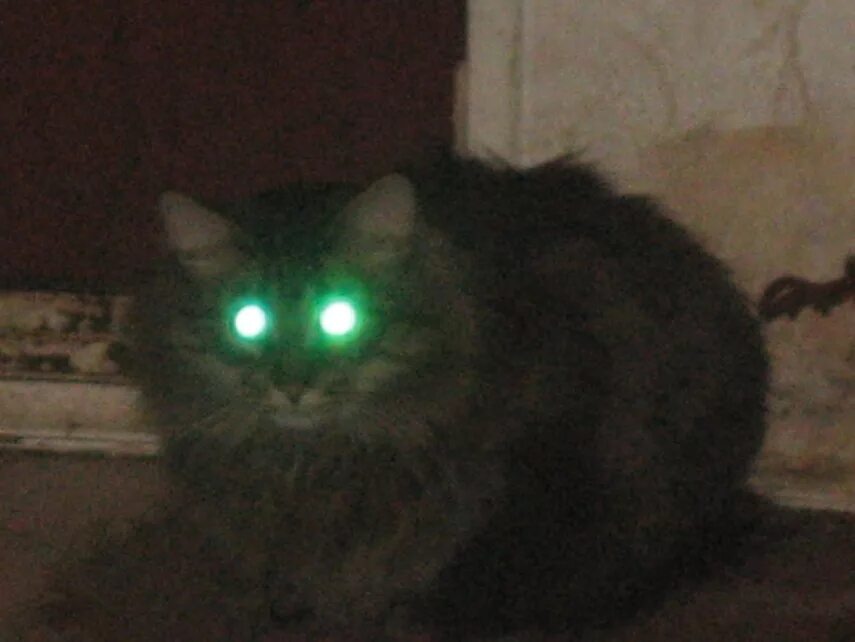 Собака призрак. Кот со светящимися глазами. Кошка призрак. Мистические кошки в реальной жизни. Кот приведение.