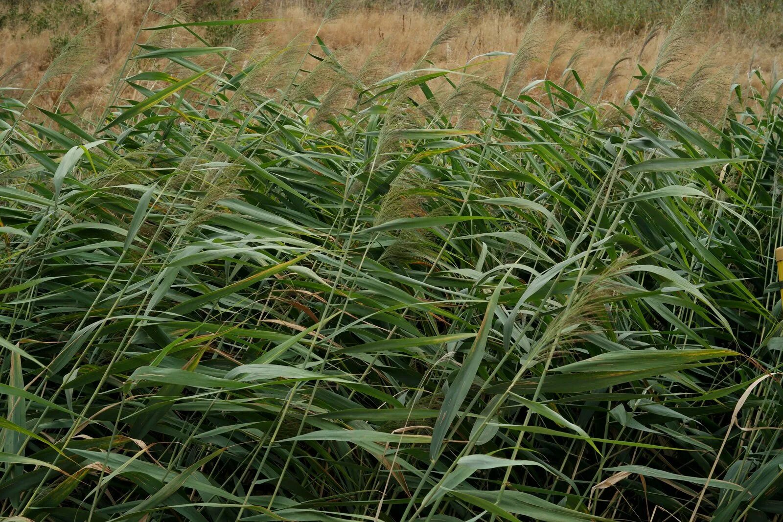 Тростник южный. Тростник Южный phragmites Australis. Тростник обыкновенный phragmites Australis. Тростник обыкновенный (phragmites communis. Тростник Южный (phragmítes Austrális).