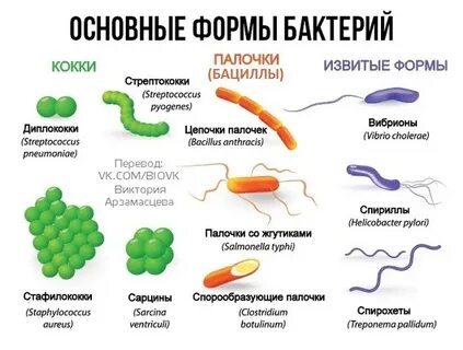 2 примера бактерий