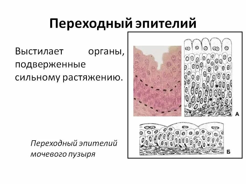 Слои переходного эпителия