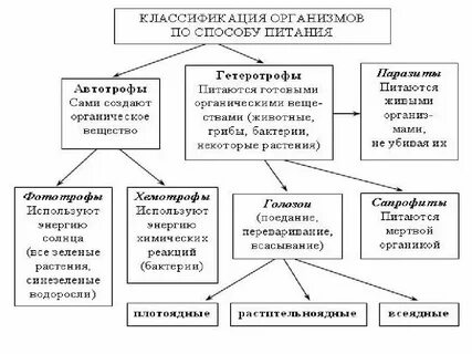 Схема способы питания животных