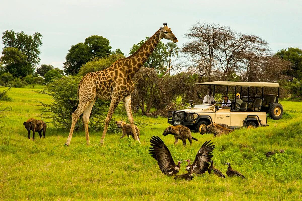Africa safari. Сафари парк Африка. Ботсвана сафари. Сафари парк в Ботсване. Крюгер парк ЮАР.