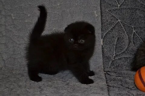 Черный окрас шотландских кошек