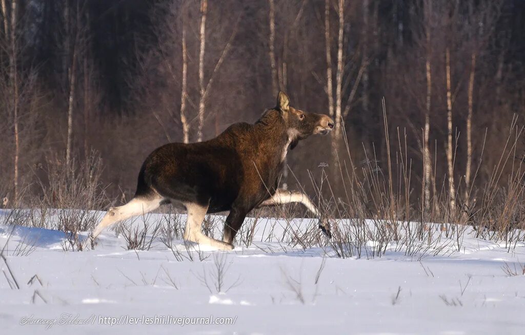 Лось на снегу фото. Лось зимой. Лось по снегу. Лось бежит. Лось в снегу.