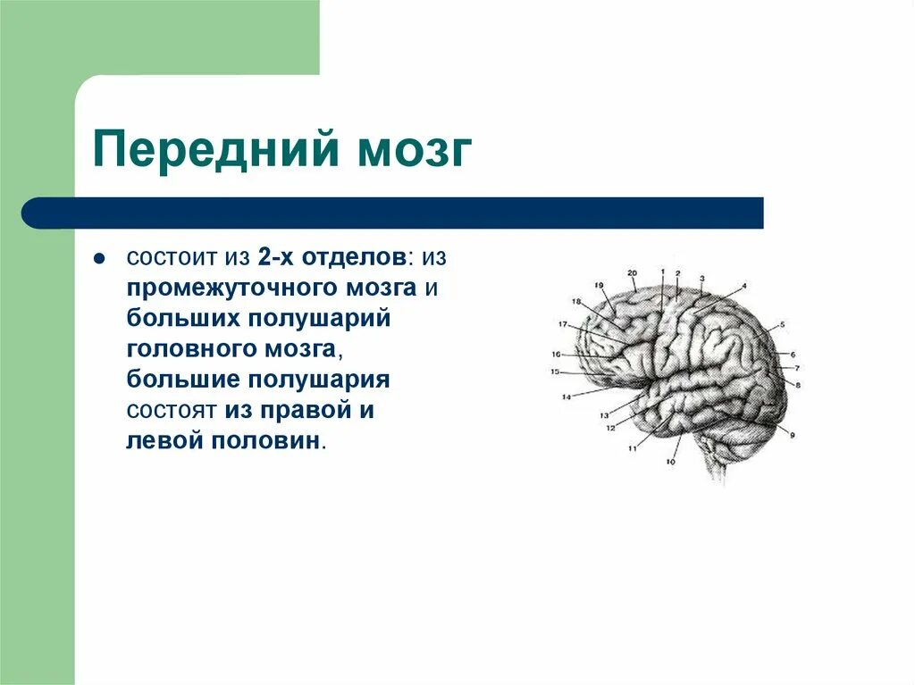 Передний мозг строение и функции. Передний отдел головного мозга структура. Функции отделов переднего мозга. Передний мозг промежуточный мозг и большие полушария схема. Задний головной мозг включает