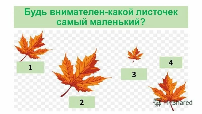 Описание листа. Листочек какое число. Листья разных растений. Листочек какое число. Форма края листовой пластинки клена.