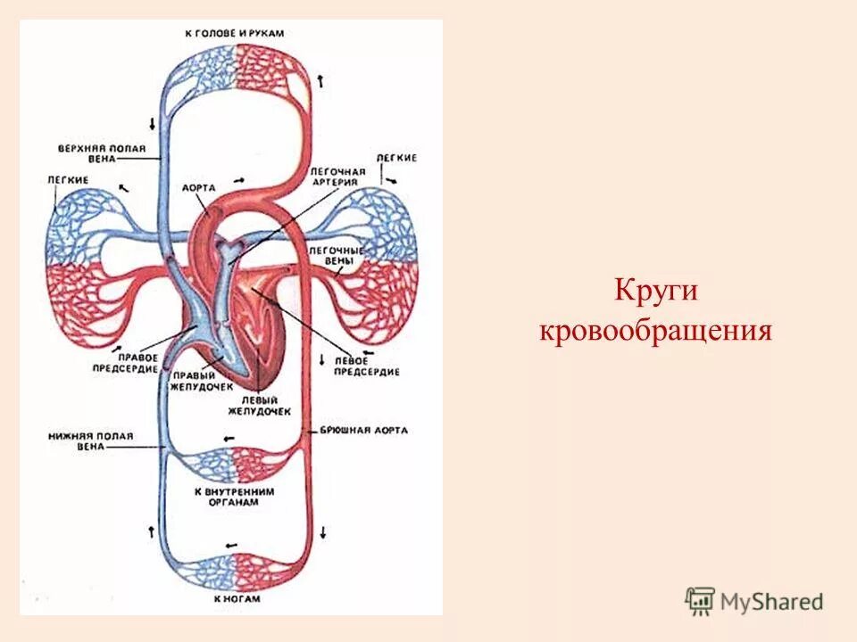 Большой круг кровообращения участки. Круги кровообращения. Круги кровообращения схема. Круги кровообращения человека кратко и понятно. Малый и большой круг кровообращения человека схема.