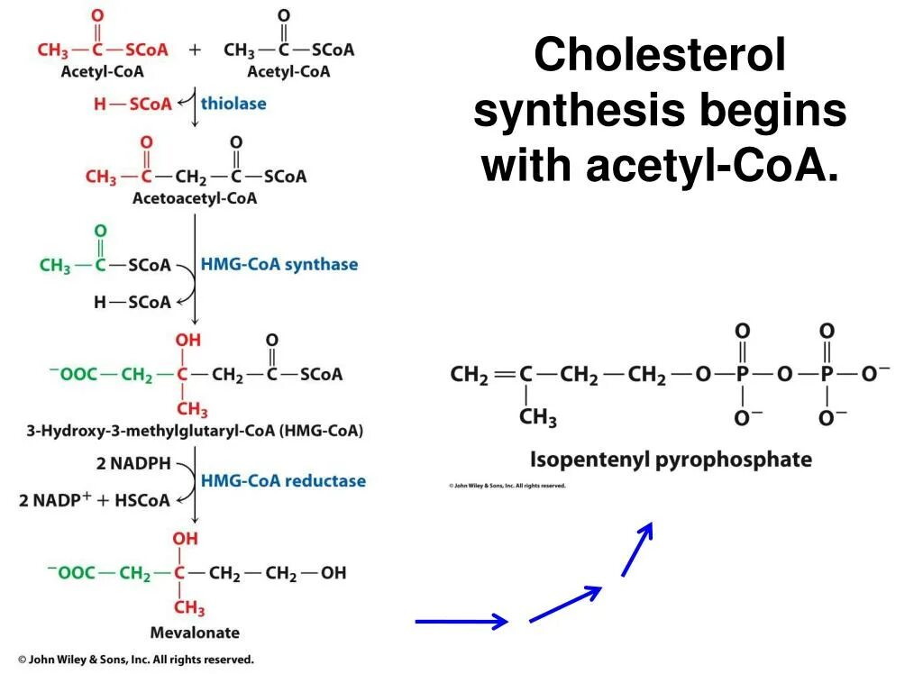 Synthesis. Cholesterol synthesis. acetoacetyl-coa формула. coa на схеме. ацетил-холестерол формула.