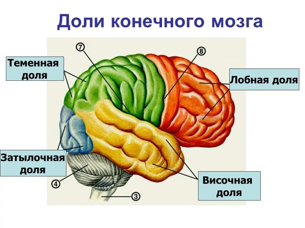 Отделы головного мозга конечный мозг. Конечный отдел головного мозга функции. Конечный мозг внешнее и внутреннее строение функции. Конечный мозг строение схема. Извилины долей мозга