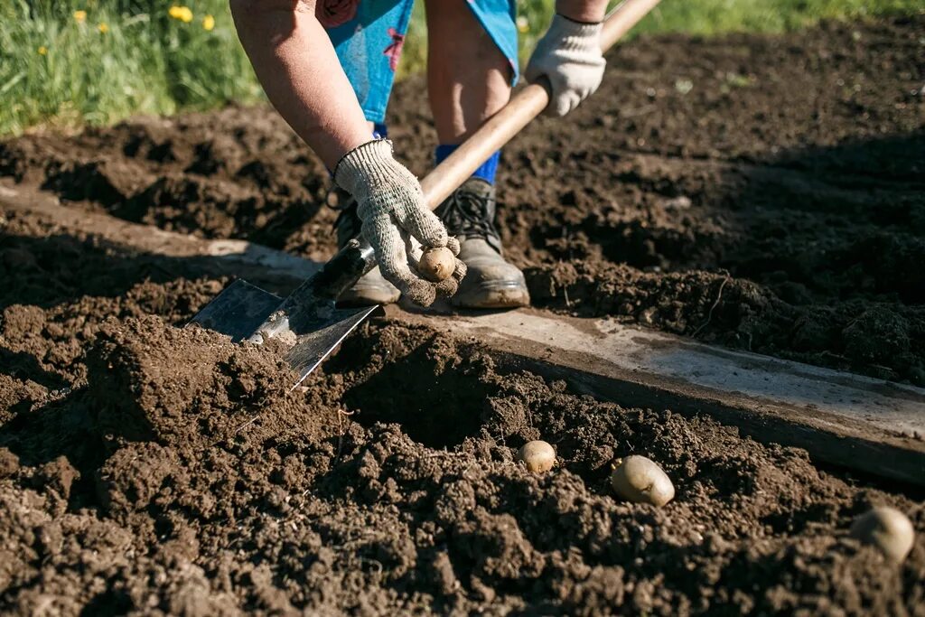 Как сажать картошку весной в открытый грунт. Посадка картофеля. Посев картофеля. Сажание картошки. Сажаем картофель.