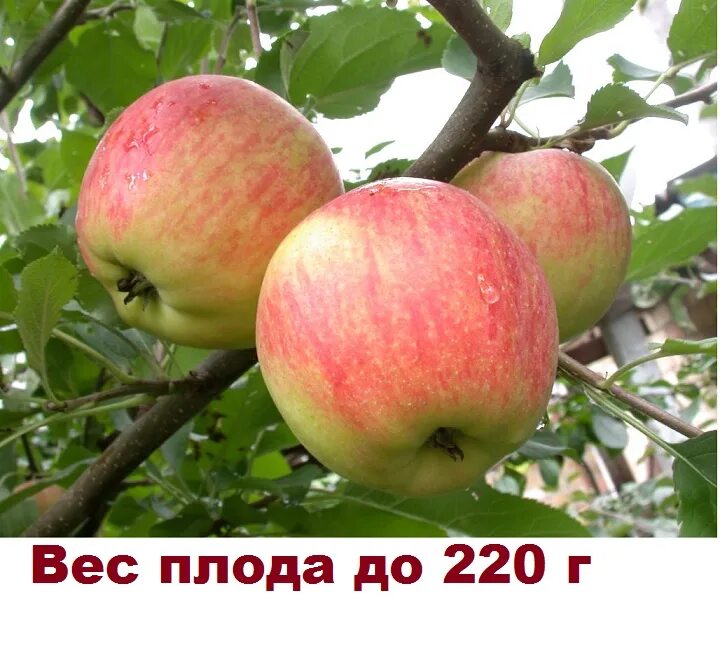 Шафран яблоня фото. Яблоня пепин шафран. яблоня полукультурная зимний шафран. антоновка -пепин шафранный яблоня. яблоня шафран саратовский.