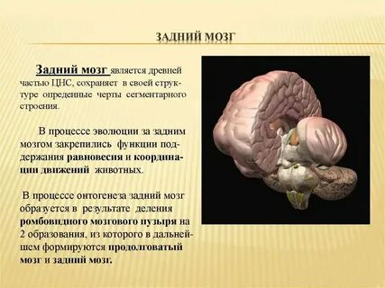 Роль заднего мозга в обеспечении антигравитационной позы