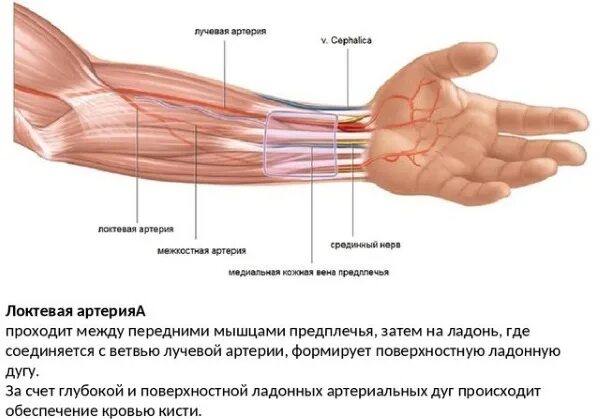 Большие жилы на руках. Лучевая артерия на левом предплечье. Топографическая анатомия лучевой артерии. Лучевая артерия топография. Лучевая артерия схема.