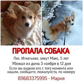 Имена для корги
