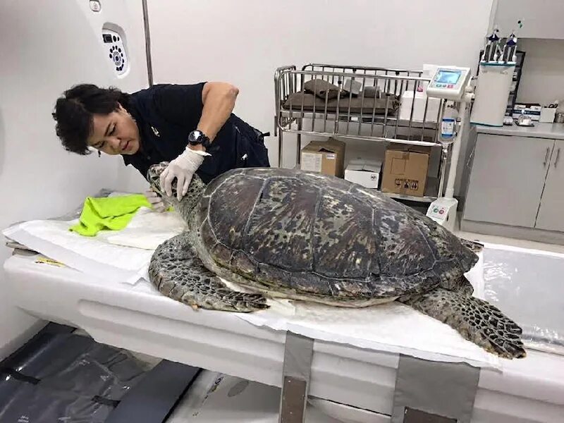 Гребнистый крокодил. Крокодил и черепаха. Фотосессия с черепахой. Сухопутная черепаха хищник. Черепашка кушает.