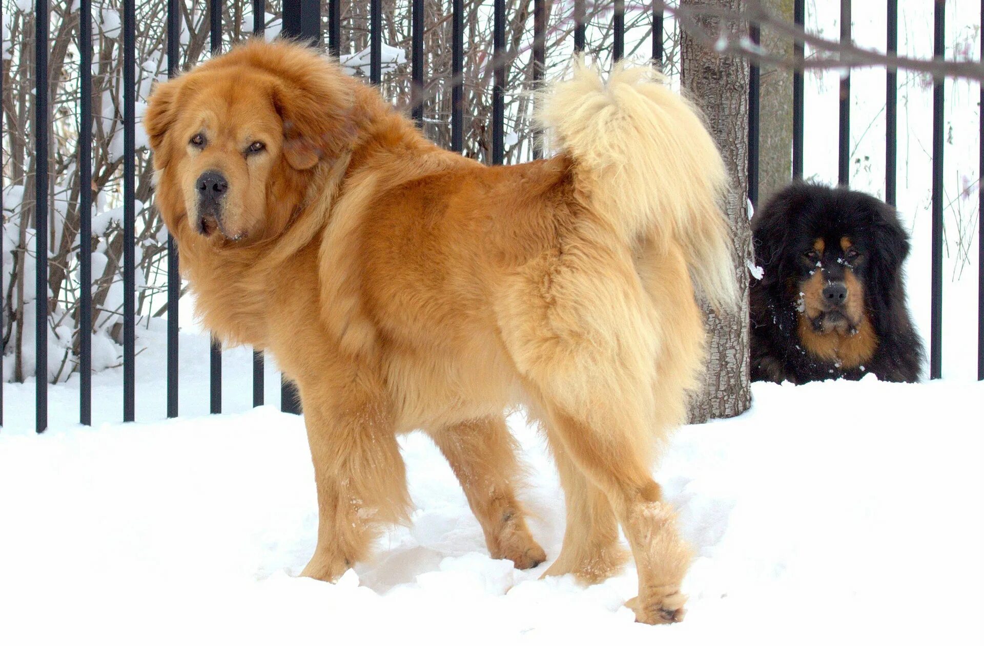 Название крупных собак. Мастиф длинношерстный. Рыжий длинношерстный мастиф. Леонбергер или тибетский мастиф. Тибетский мастиф и Сенбернар.