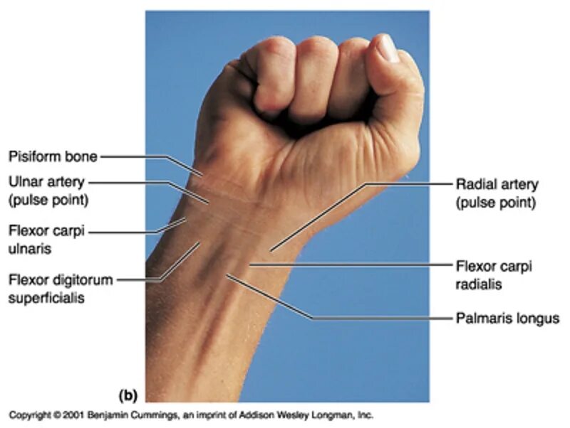 Части руки человека. Рука и ее части. Название мест на руке. Название частей руки. Как называются части тела руки.