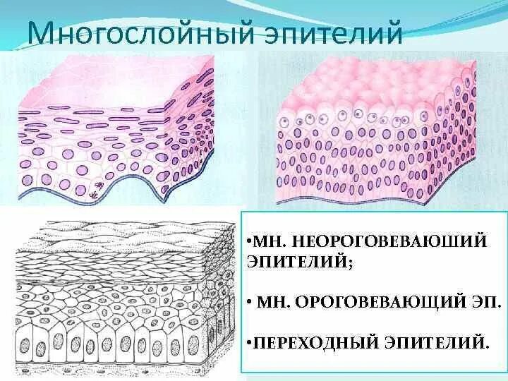 Многослойный плоский ороговевающий эпителий строение. Многослойный плоский эпителий шейки матки. Экзо плоский эпителий. Реактивные изменения клеток эпителия. Многослойный плоский эпителий шейки матки гистология.