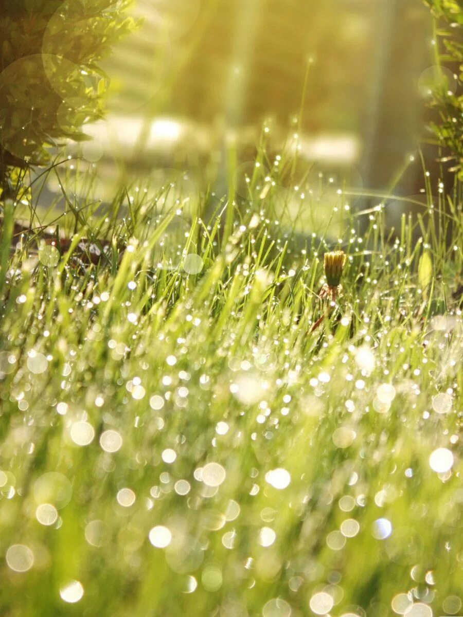Дождь и солнце. Лето зелень солнце цветы. Трава в лучах солнца. Утренняя свежесть.