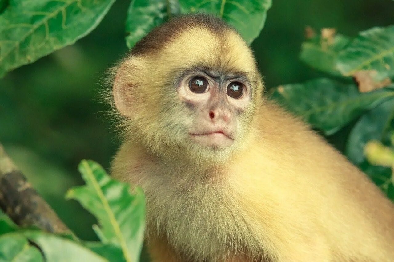 Обезьяна ящерица. Джунгли амазонки обезьяны. Обезьянки в Бразилии. Приматы Южной Америки. Животные Бразилии приматы.