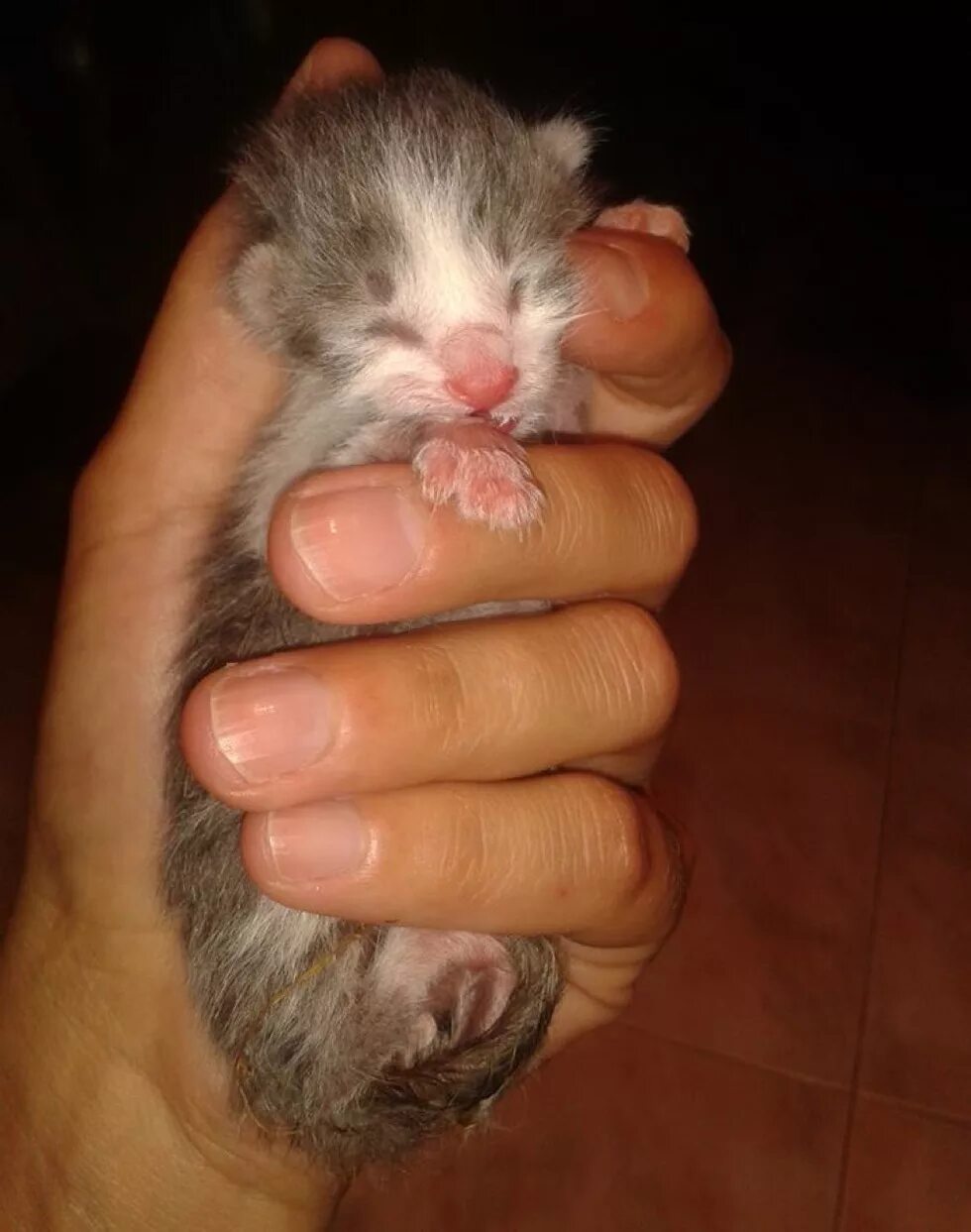Самые маленькие новорожденные котята. Сиамские котята новорожденные. Маленьких котят которые только родились. Рыжий новорожденный котенок. Спасение новорожденных котят.