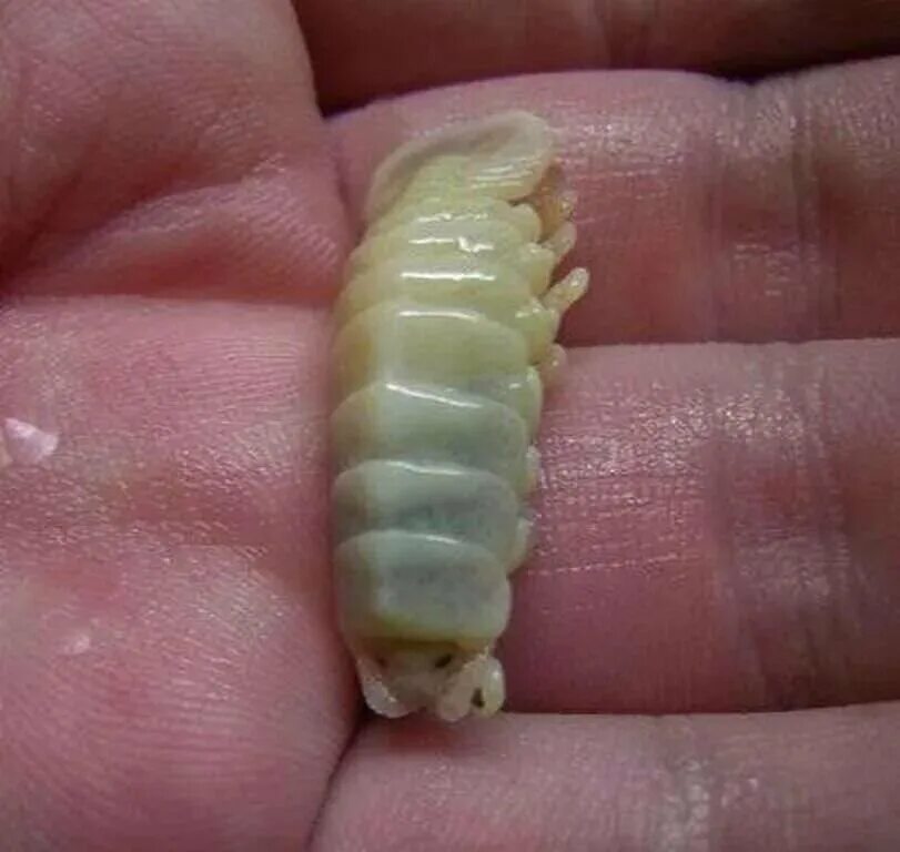 Мокрица паразит. Мокрица-паразит cymothoa exigua.