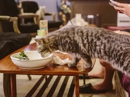Котокафе