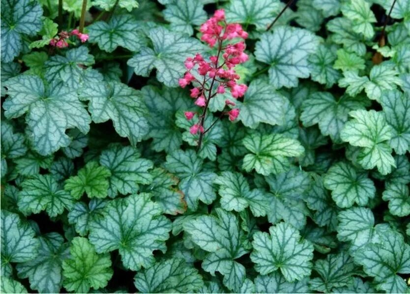 Гейхера латынь. Гейхера paris. гейхера пепперминт. гейхера (heuchera) &quot;миднайт роуз&quot;. гейхера парис.