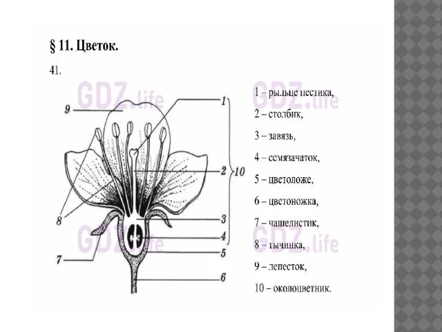 Чашелистик пыльник завязь. Чашелистик пыльник завязь на рисунке. Завязь в цветке выполняет функцию. Функция завязи у цветка. Какую функцию в цветке выполняет завязь ответ