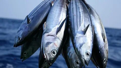Right fish