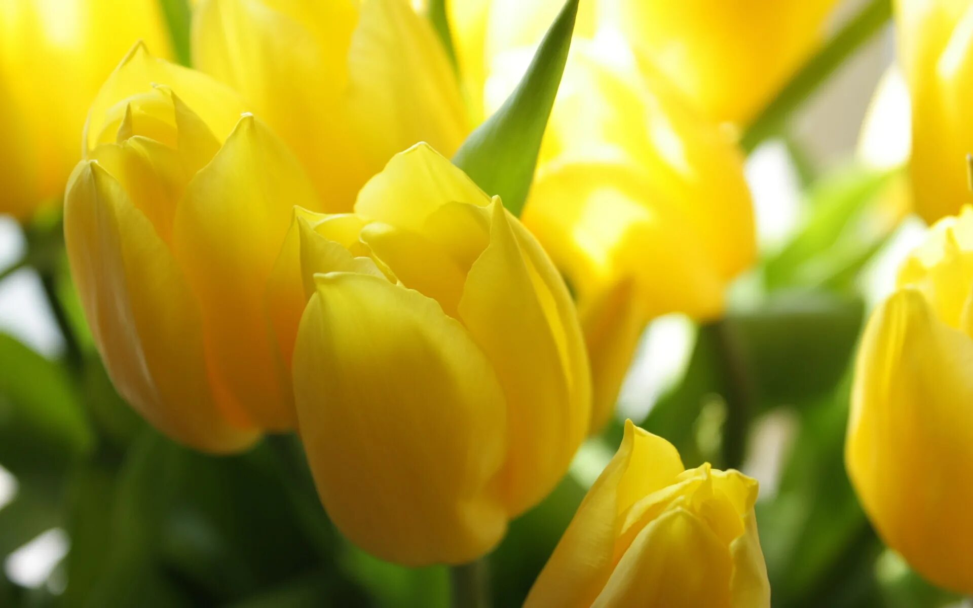 Тюльпан Йеллоу мастер. Тюльпан Йеллоу Сан. Желтые тюльпаны. Весенние цветы тюльпаны. Красивые тюльпаны на заставку