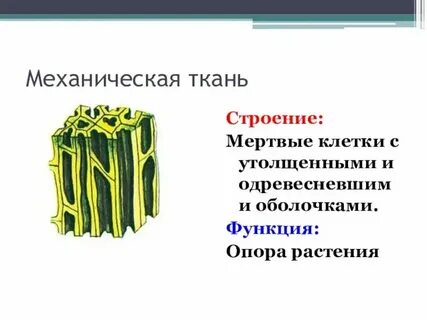 Какие клетки в основной ткани растений