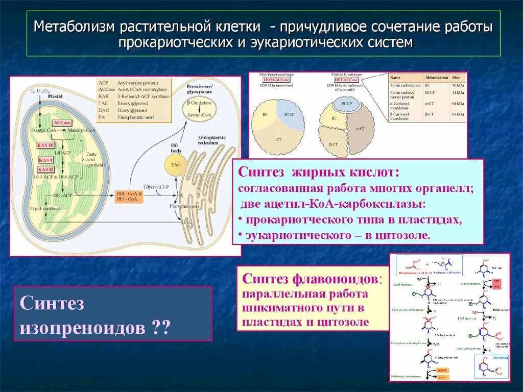 Растительная клетка обмен веществ. Метаболизм растительной клетки. Обмен веществ в растительной клетке. Процесс метаболизма эукариотической клетки. Метаболизм эукариотической клетки схема.