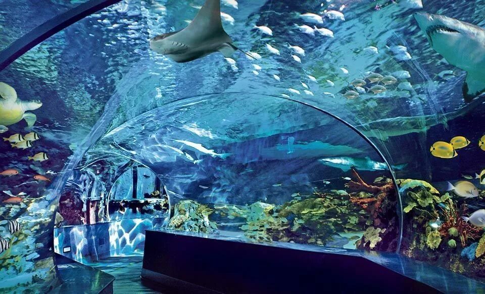 Свет для аквариума подвесной. Аквариум пижон россия. Аквариум пижон. Аквариум пижон. Аквариум с дискусами и растениями.