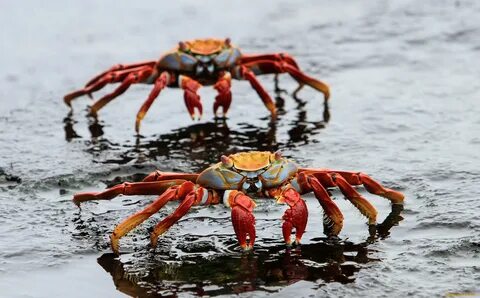 Крабик вода