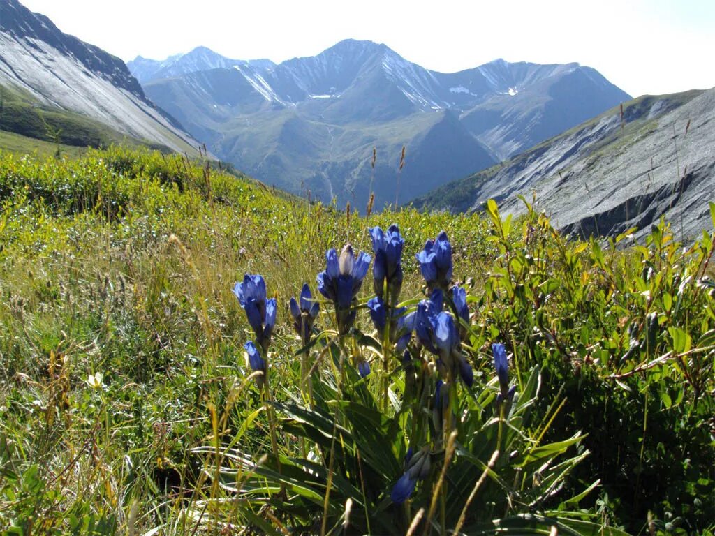 альпийские субальпийские луга кыргызстана. гора монблан и альпийские луга. купальница алтайская. субальпийские и альпийские луга кавказа. карагемская поляна алтай.