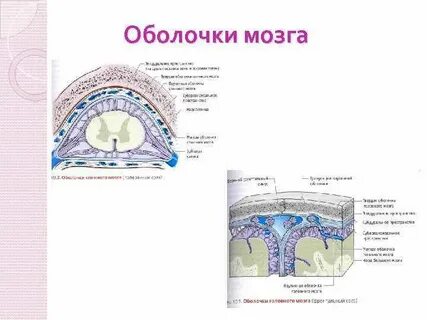 Схема оболочек мозга