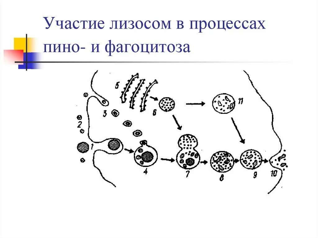 Первичные лизосомы строение. Вторичные лизосомы образуются. Первичные и вторичные лизосомы. Функции лизосомы в животной клетке. Первичные лизосомы строение.