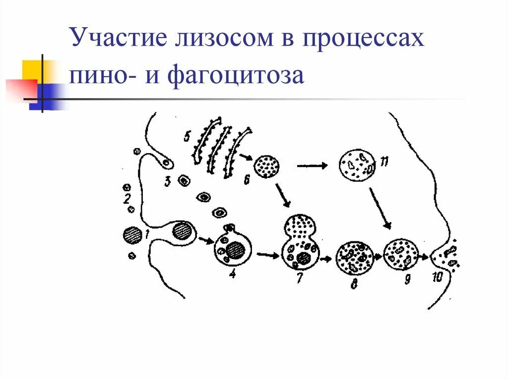 Схема строения лизосомы рисунок. Образование лизосом при фагоцитозе. Строение структура лизосомы. Механизм образования лизосом схема. Объект лизосома центриоль процесс внутриклеточное пищеварение
