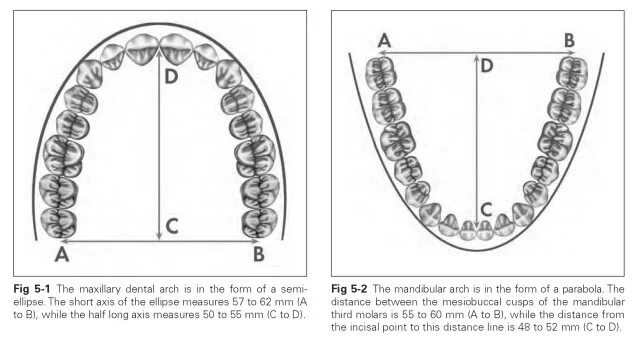 зубной ряд верхняя и нижняя челюсть зубы. корневые каналы зубов анатомия и топография. форма верхней и нижней челюсти. поверхности фронтальных зубов верхней и нижней челюсти. альвеолярная дуга нижней челюсти.
