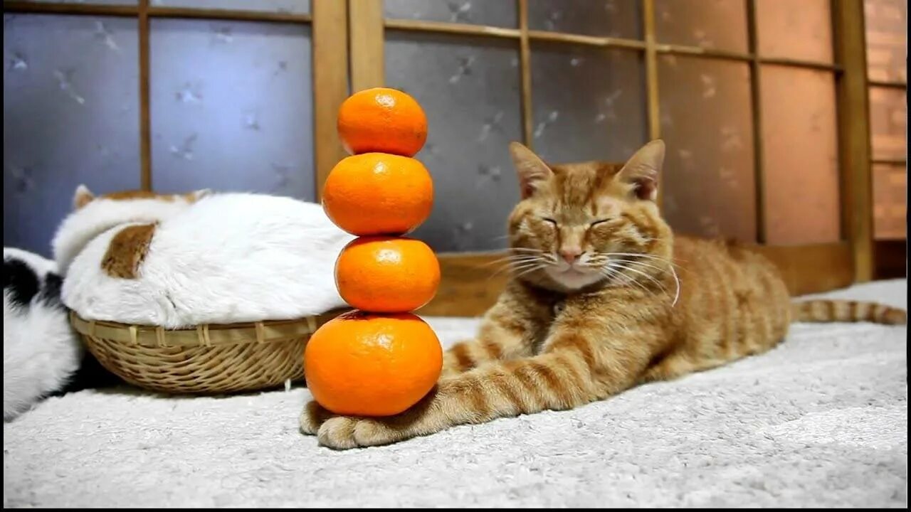 Кошка с апельсинами. Кот апельсин. Кошка апельсин. Funny orange cat. Кот с апельсином на голове.