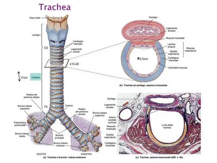 Трахея локализация