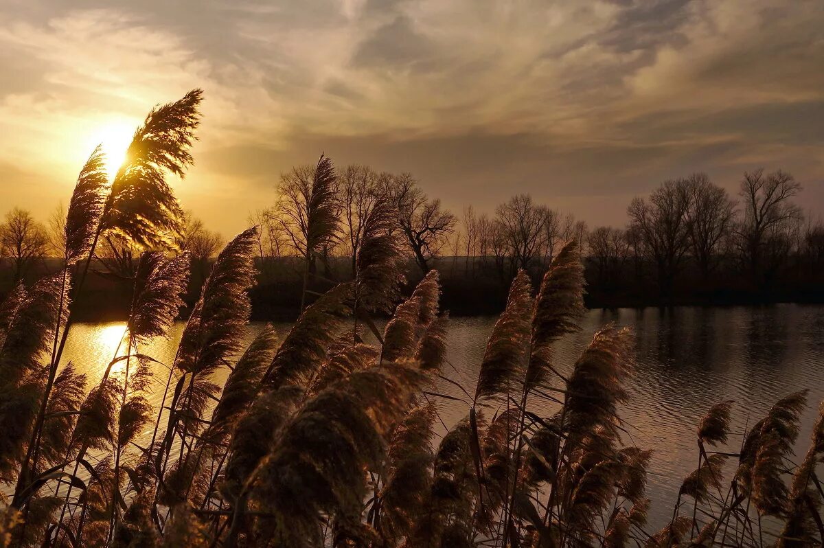 Песни шумел камыш деревья гнулись. Камыш фото. Камыши на закате. Камыши и водоросли. Река ветра.