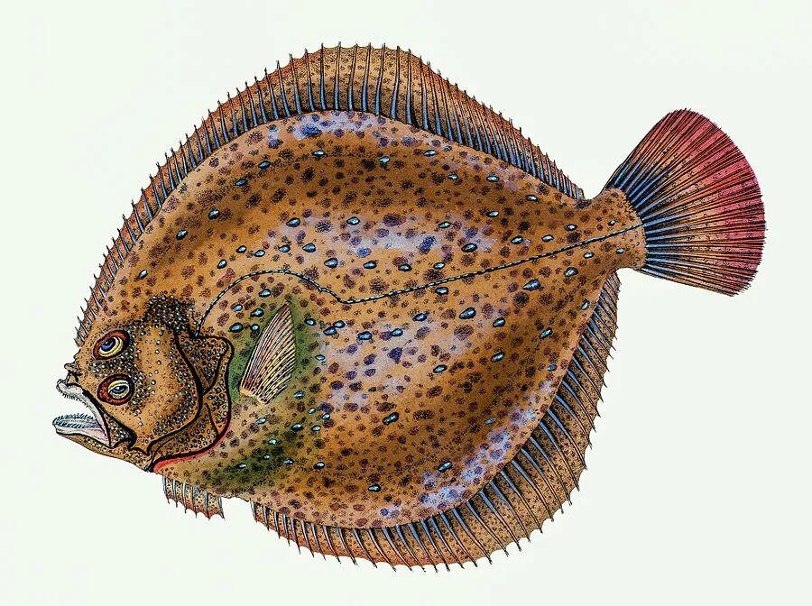 Камбала картинка. Морская камбала. четырехбугорчатая камбала. плоская рыба. плоская рыба камбала.