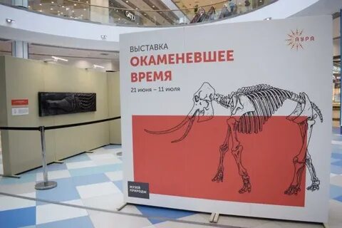 Музей новосибирска афиша