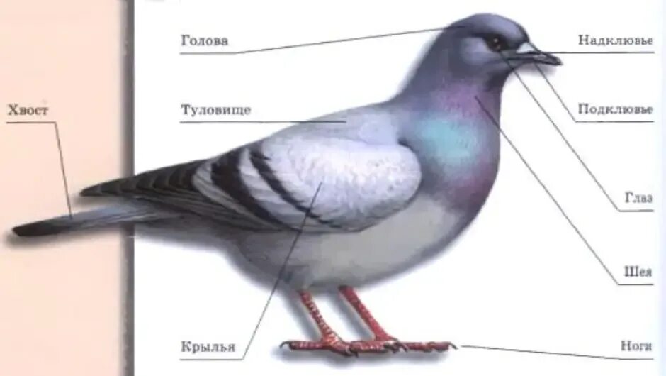 Строение птицы. Внешнее строение птиц. Схема внешнего строения птицы. Части тела голубя.