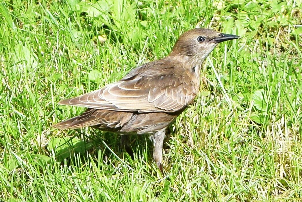 белохвостая пигалица. птица в полете трава. шустрая. белохвостая тропическая птица. белохвостая шустрая птаха 8 букв.