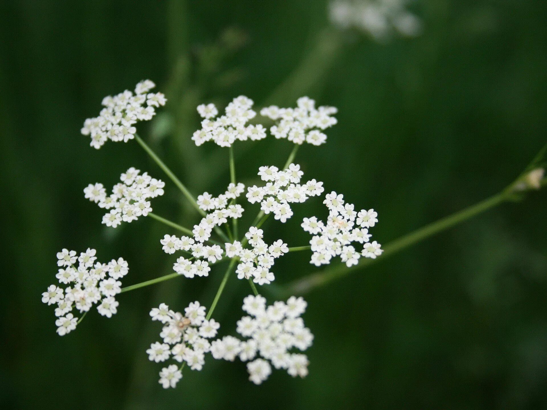 Курай, дягиль, борщевик. Зонтичные (apiaceae). Реброплодник уральский курай. Зонтичные бутень. Купырь соцветия.